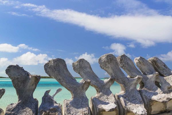 Bahamas, Exuma Island Sperm whale bones